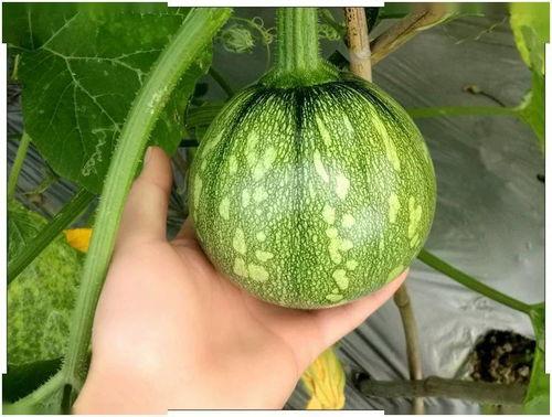 小古吃瓜完结,一场舌尖上的美食盛宴