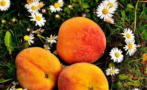 吃瓜眼晴肿,揭秘网络热议背后的真相与反思