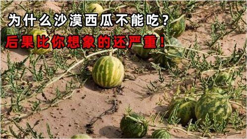 渴死了吃瓜,揭秘瓜农的艰辛生活与甜蜜收获