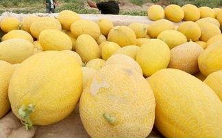 哈密瓜睡前吃,甜蜜梦境前的美味小憩