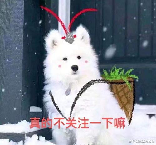 猹吃瓜图,揭秘动物界的“八卦”瞬间