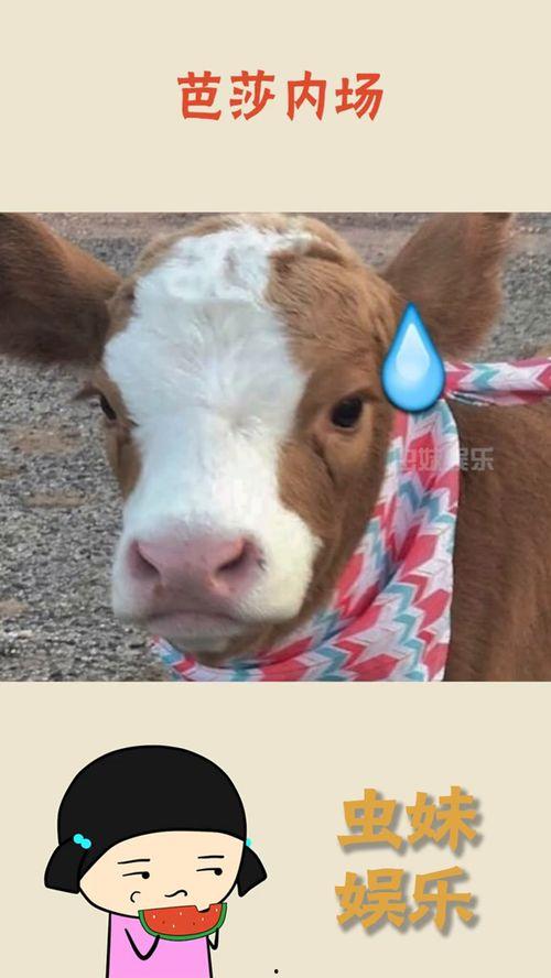 利用抖音吃瓜,揭秘网络热点背后的真相