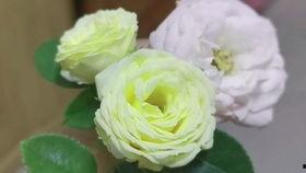 兔味吃瓜,揭秘兔子美食背后的趣味与争议