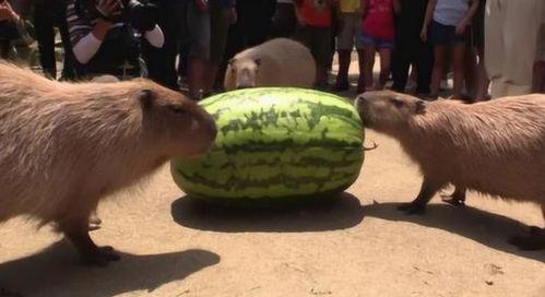 网友们吃瓜速度,娱乐圈最新动态一网打尽!