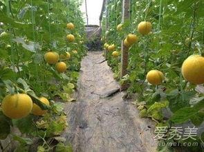 瓜皮可以吃的瓜叫什么瓜,揭秘可食用瓜皮背后的神奇瓜种