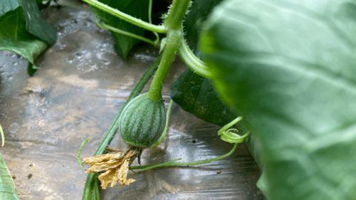 这样吃瓜有味道吗,让你一尝倾心